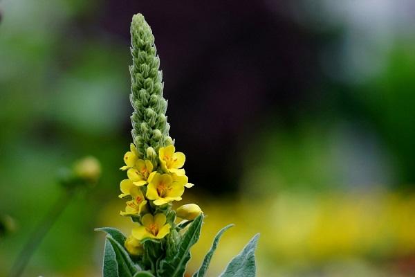 egenskaber af mullein