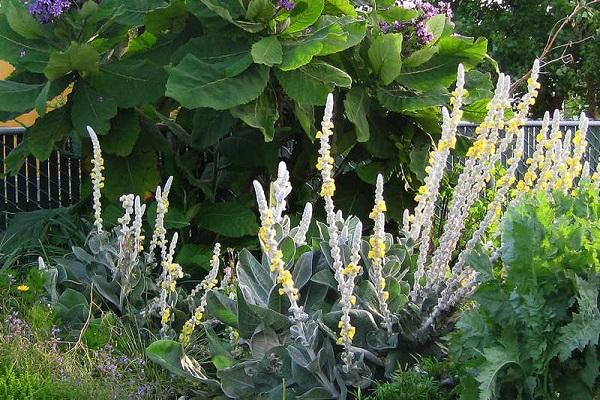 silke verbascum