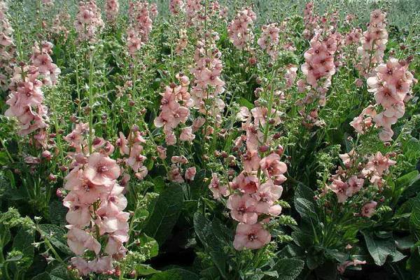 péče o verbascum