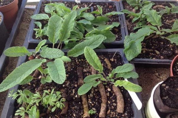 plantning af verbascum