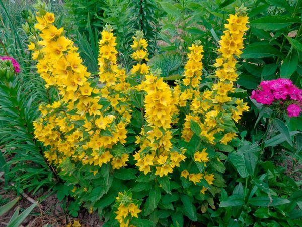 zahradní loosestrife