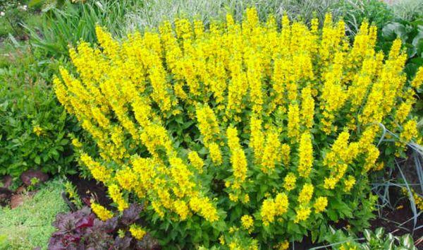 loosestrife bush