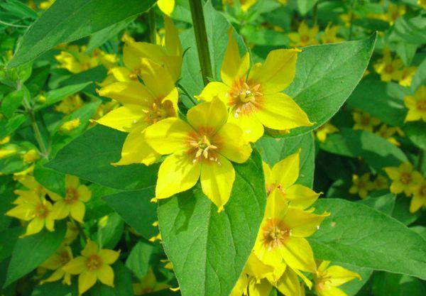 Loosestrife kvetení