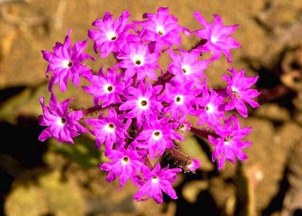 bulaklak ng verbena