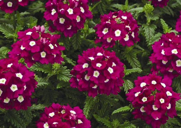 Verbena hybridi