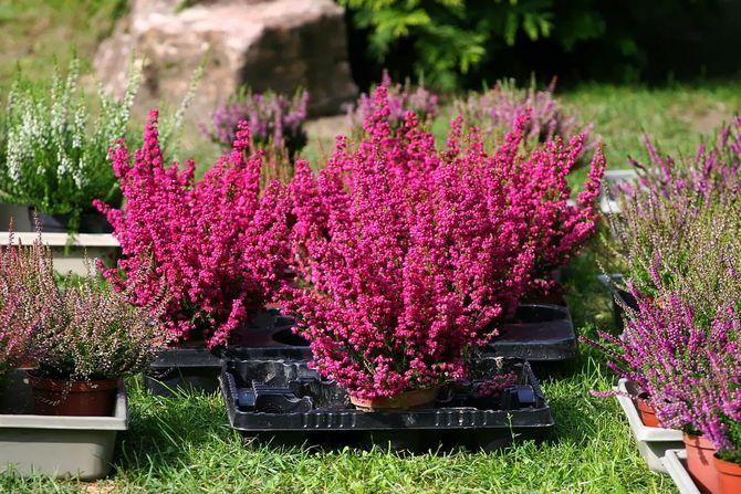 flowers in pots 