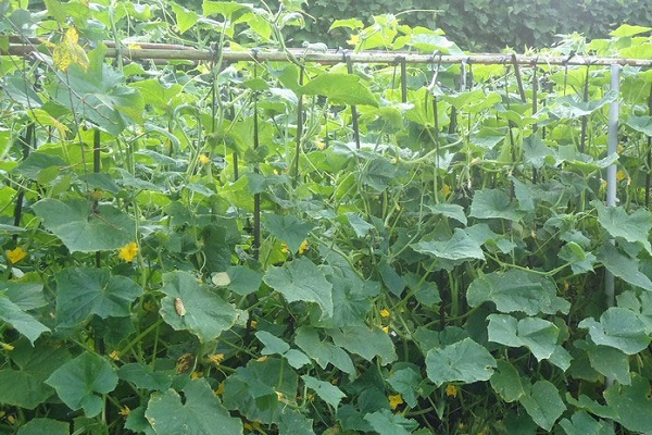 Gurken im Garten