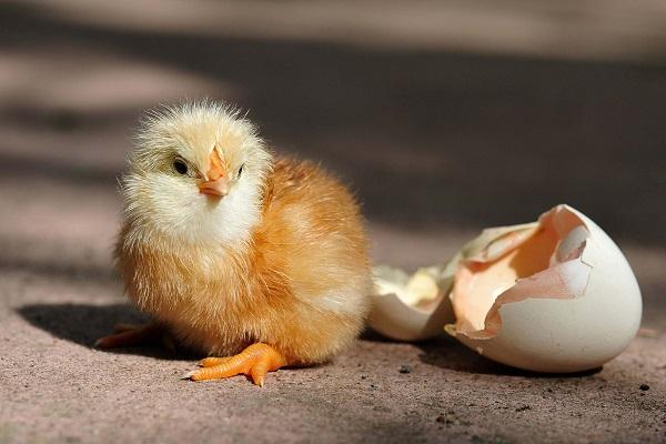 kuře z vejce 
