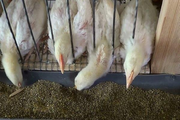 feeding in cages 