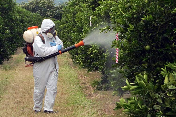 spraying bushes