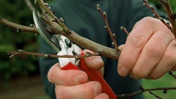 cherry pruning