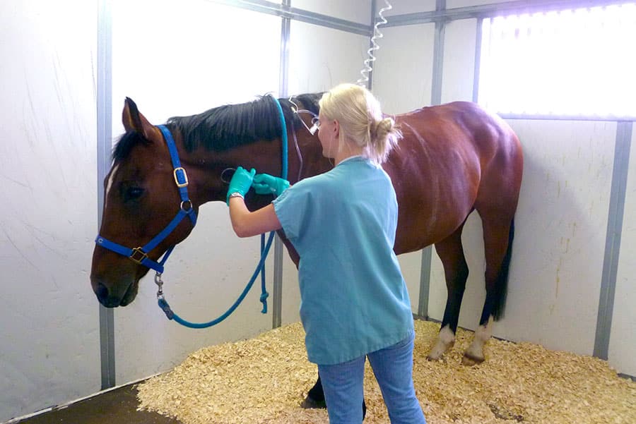 Koliek bij paarden