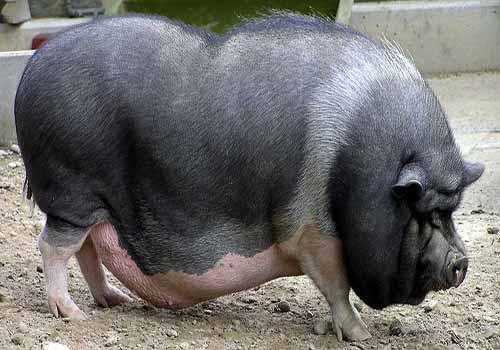 gros cochon