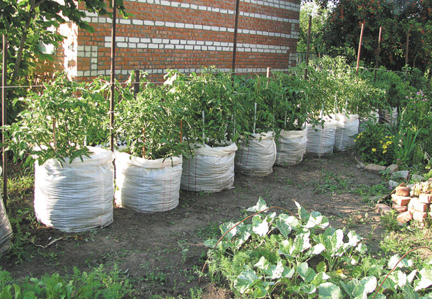 growing tomatoes