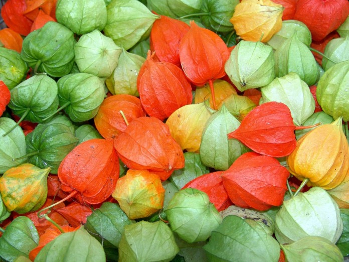 physalis para geléia