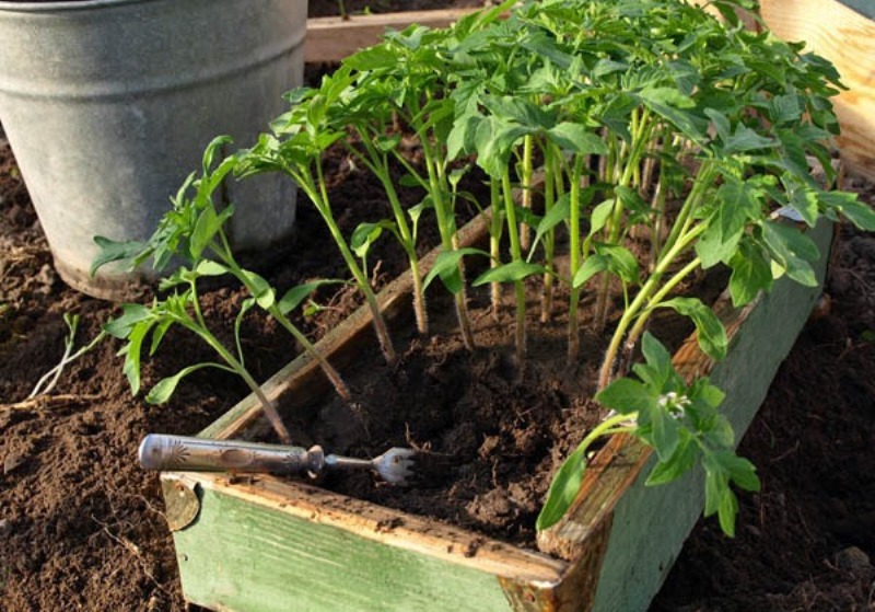 Tomatensetzlinge in einer Kiste