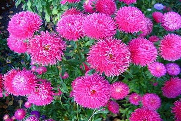 early flowering plants 