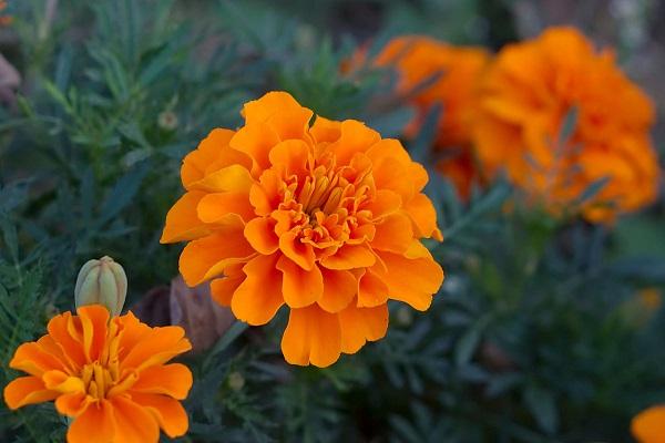 Oranje bloemen