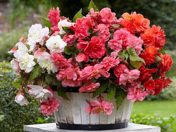 different types of begonias