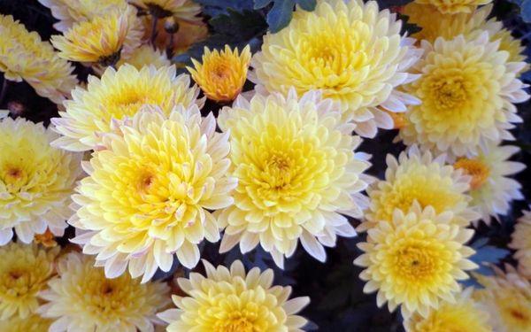 Gelbe Chrysanthemen