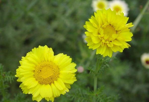 Chrysant Orion