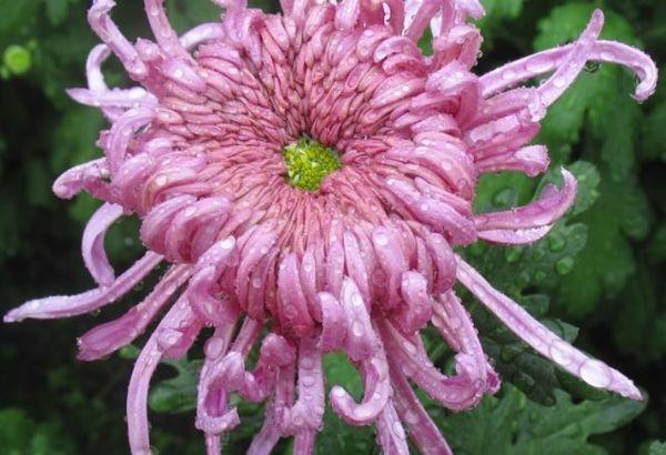 Chrysanthemum Chinese