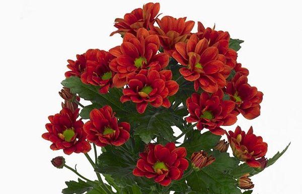 Chrysanthemum Monagua