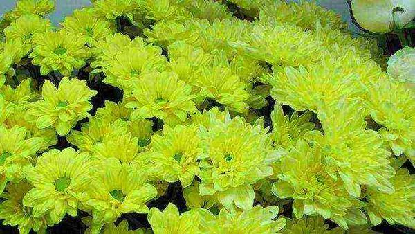 Chrysanthemum Crown