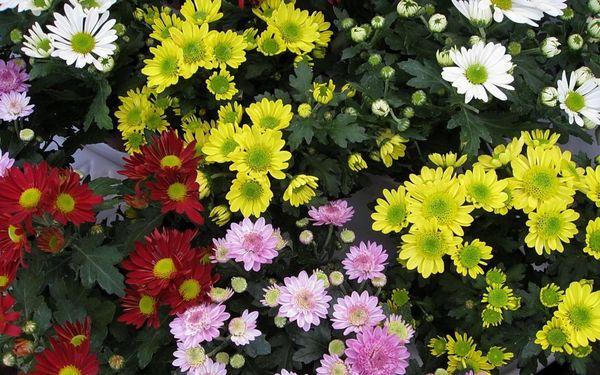 Chrysanthemum na maliit ang bulaklak