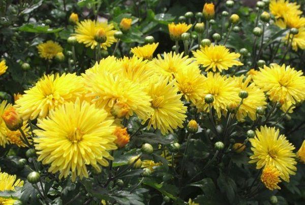 Chrysant Eiken