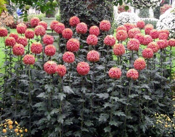 Chrysant hoog