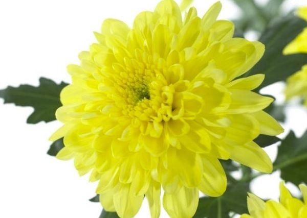 Chrysanthemum Zembla