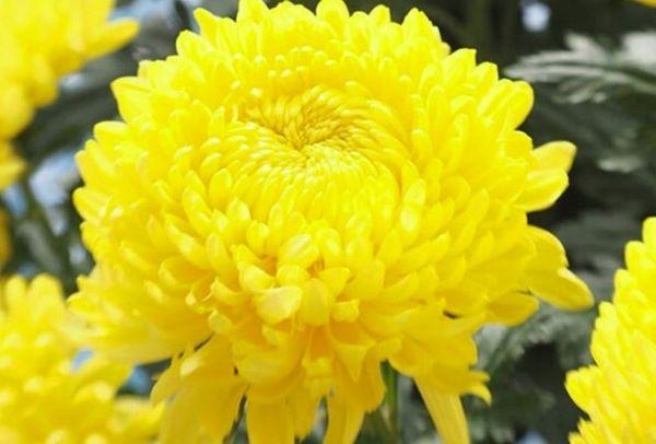 Chrysant Astroid