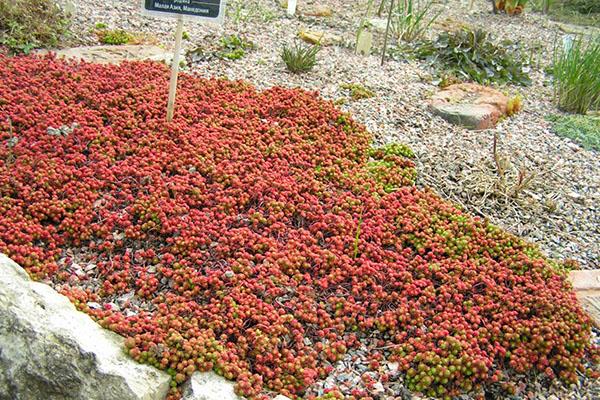 sedum i trädgården 