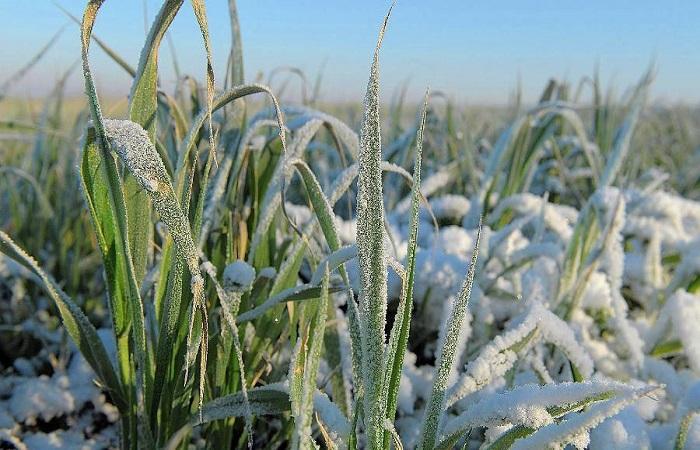 преживљавање на хладноћи 