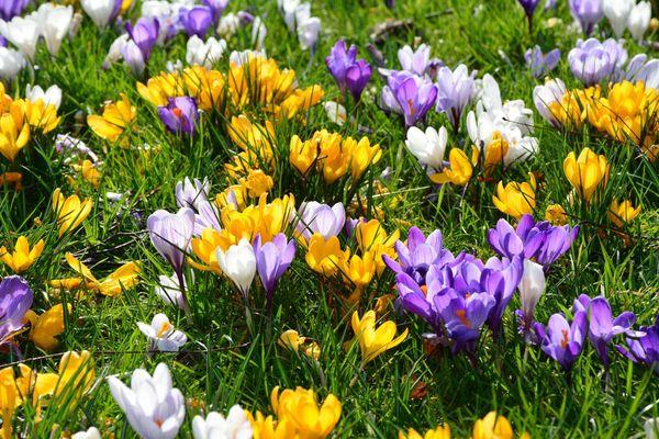 Açafrões em canteiros de flores