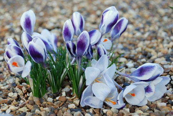 crocus hibridek