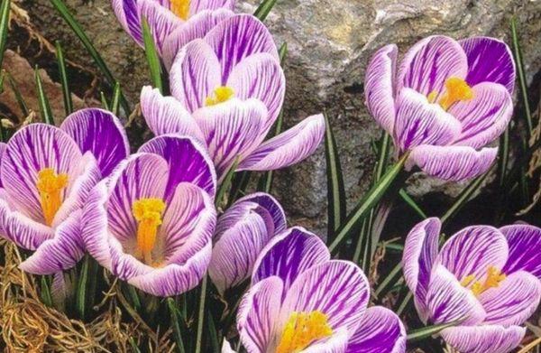 Crocus cvijet