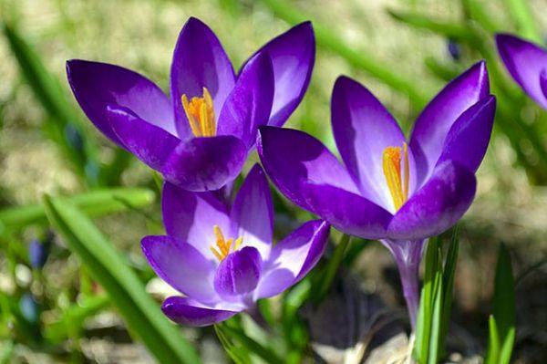 Crocus Vangart 