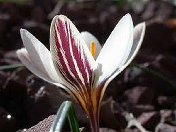 Crocus biflora