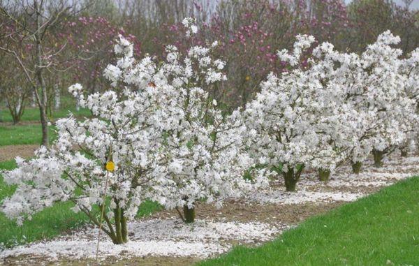 Magnolie Stellata