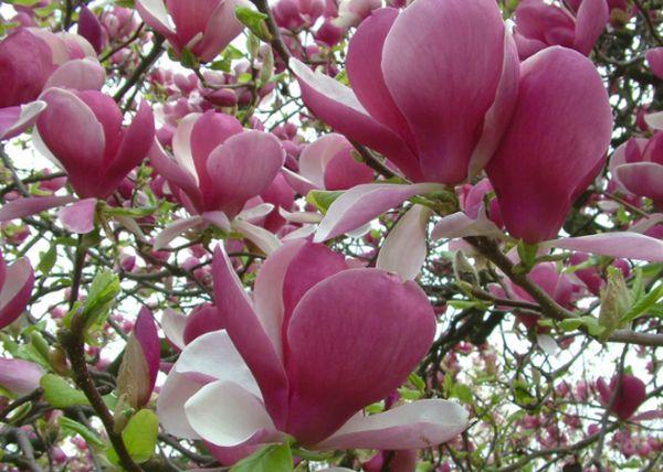 Magnolie Grandiflora