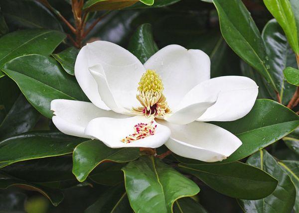 Magnolia macrofolia