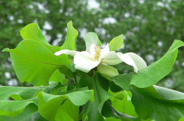 Magnolie jasan