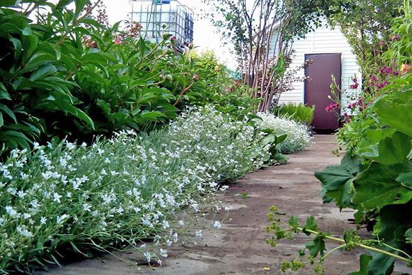 fleurs dans le jardin 