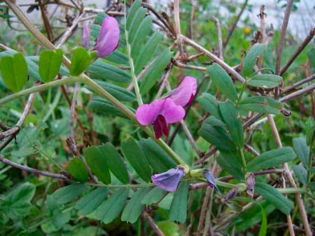 grahorica