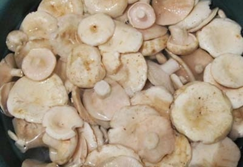 ang proseso ng pag-aasin ng gatas mushrooms skripun 