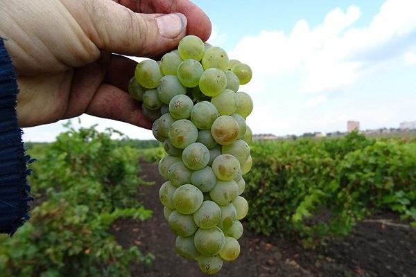 Riesling berries