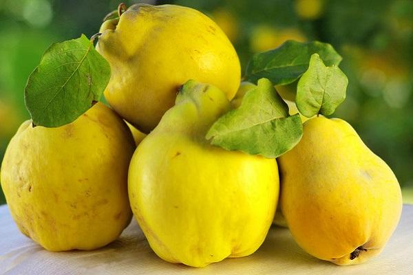 quince fruits 