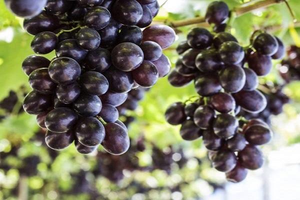 fruit grapes 